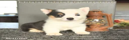 Welsh Corgi Pembroke dogs for sale: Cookie - Ad 3