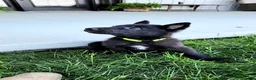 German Shepherd dogs for sale: Clover - Ad 3