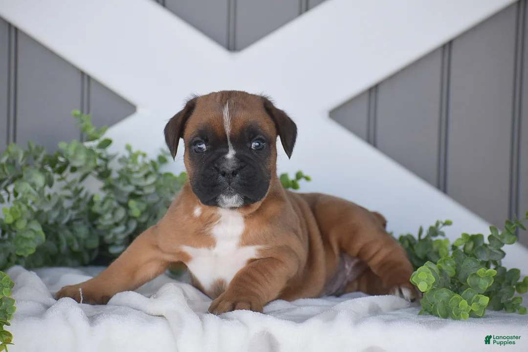 Boxer dogs for sale: Griffin - Ad 2
