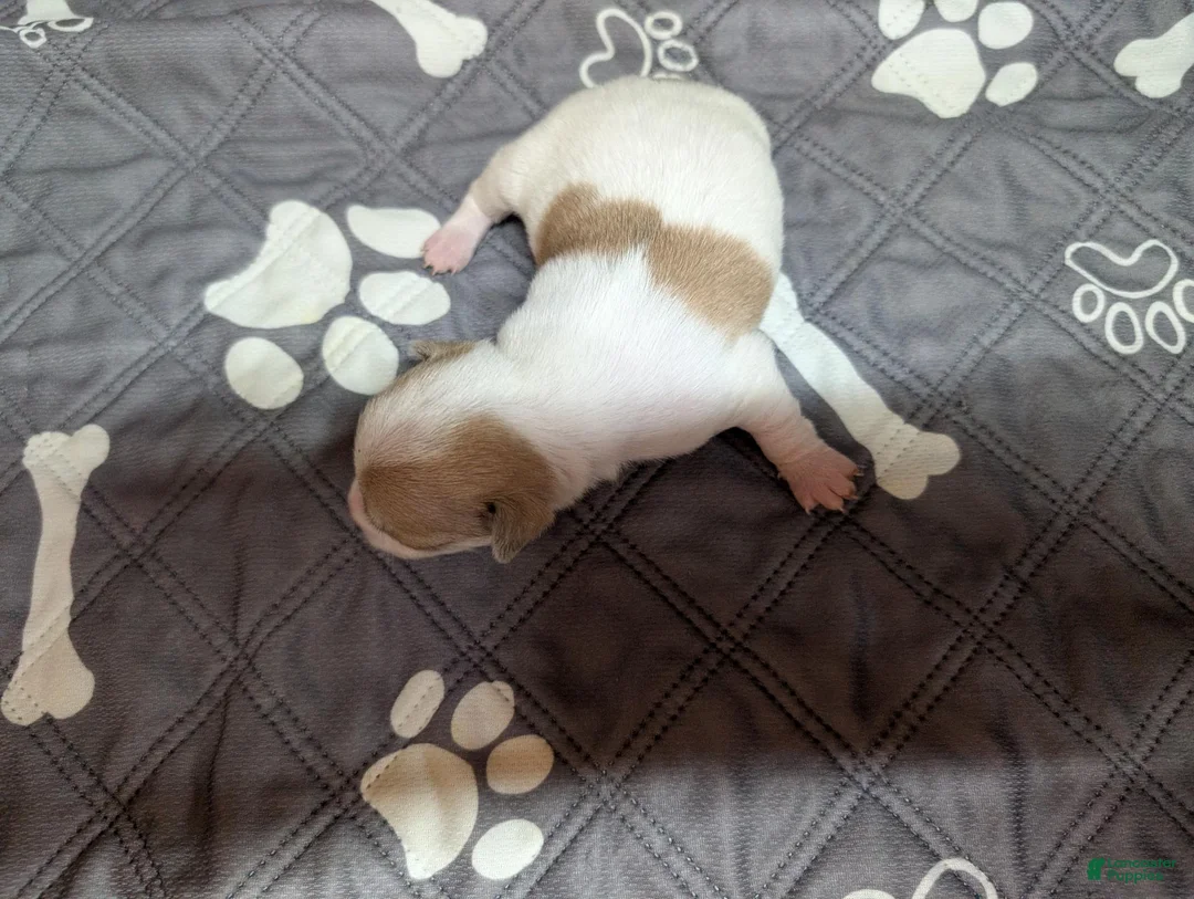 Chihuahua dogs for sale: Andy - Ad 2