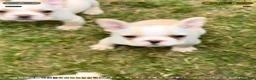 French Bulldog dogs for sale: Princess Puppy 2 - Ad 1