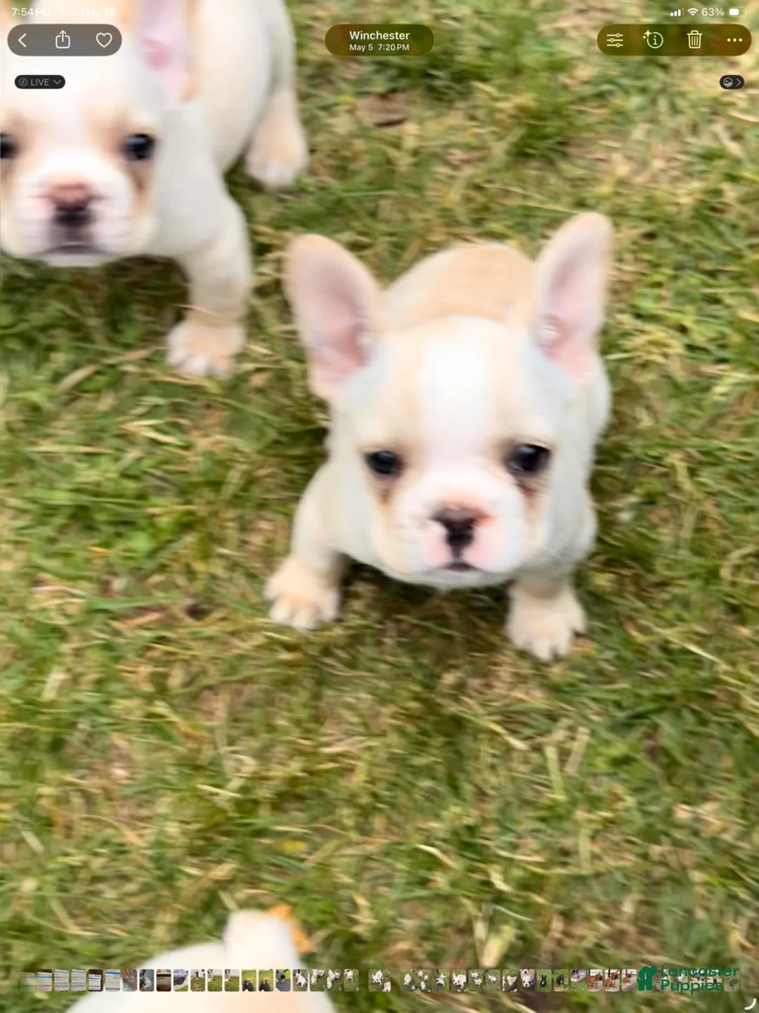 French Bulldog dogs for sale: Princess Puppy 2 - Ad 1