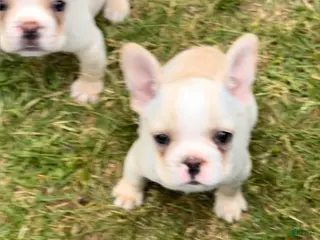 French Bulldog dogs for sale: Princess Puppy 2 - Ad 1