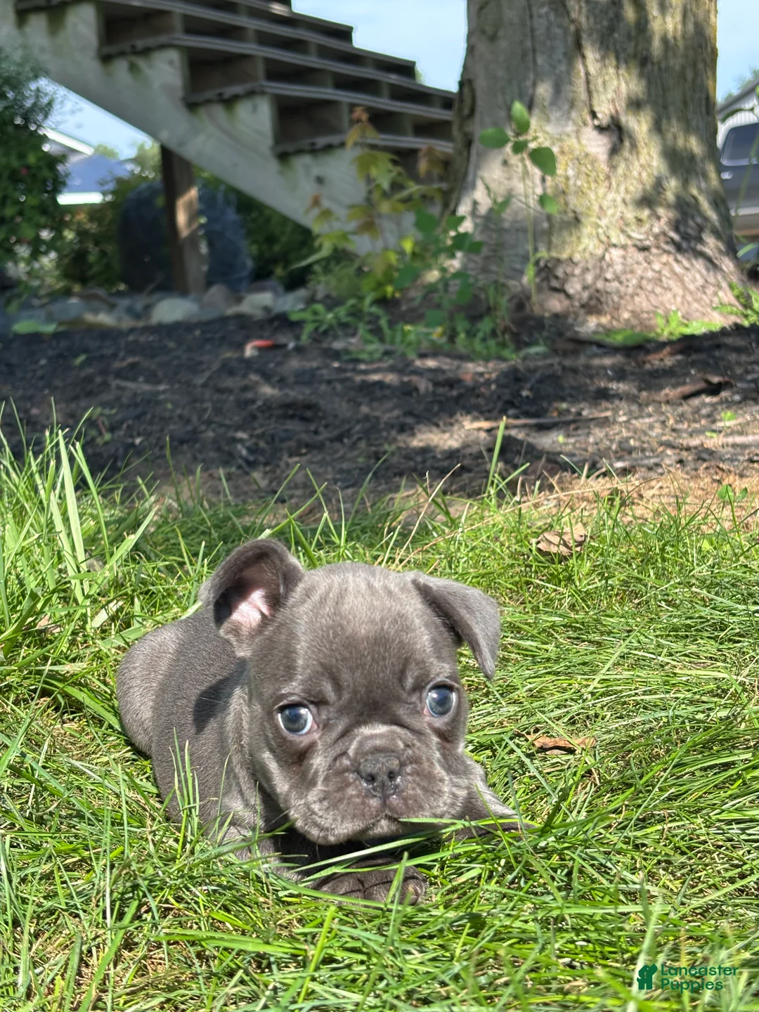 French Bulldog dogs for sale: Selene - Ad 4