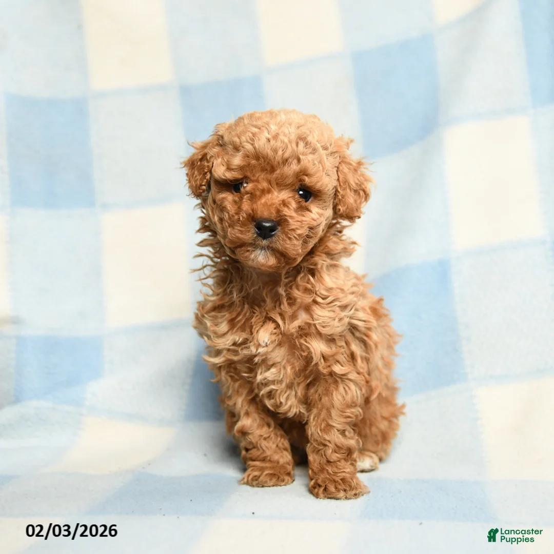 Toy Poodle dogs for sale: Stephanie - Ad 5
