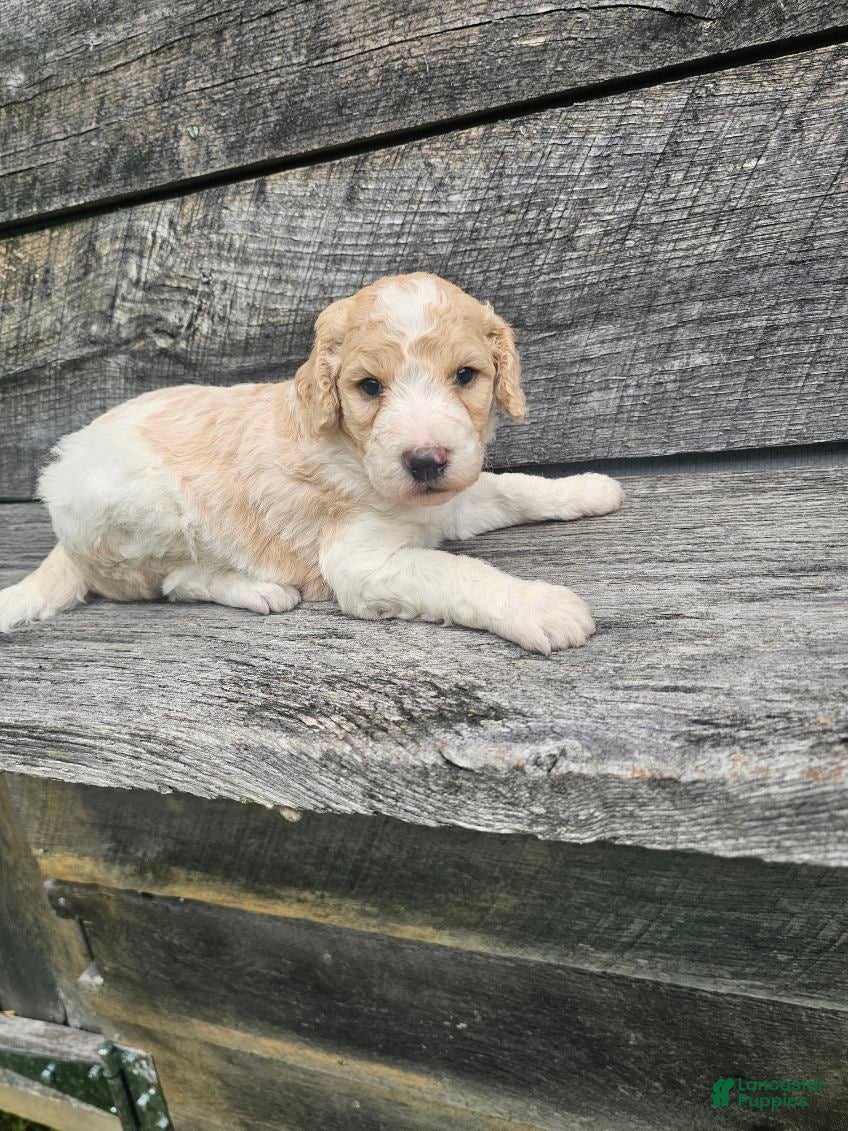 Standard Poodle dogs Duncan - Ad 1