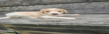Duncan