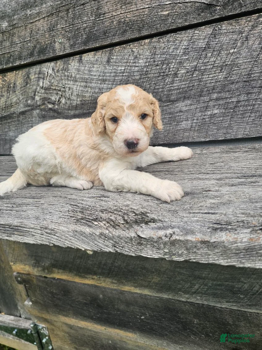 Standard Poodle dogs for sale: Duncan - Ad 1