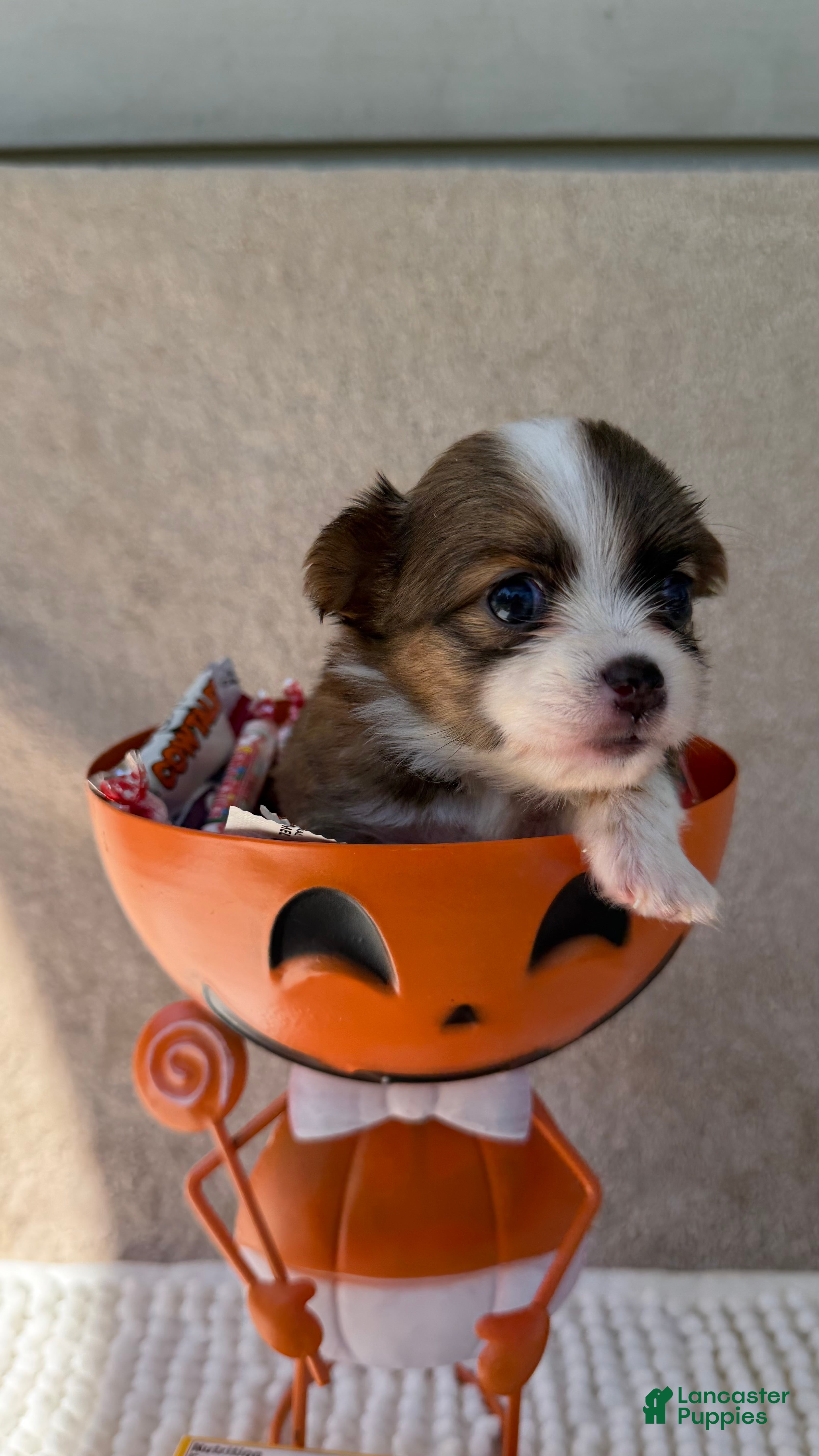 Chihuahua dogs Rocky - Ad 38