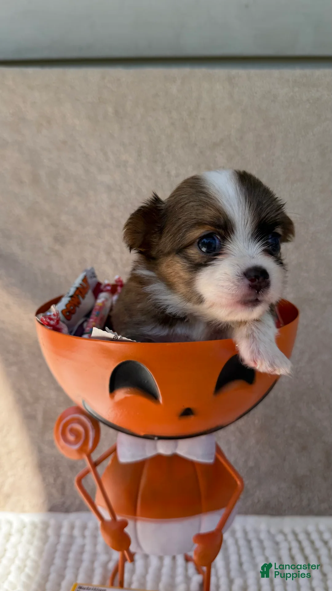 Chihuahua dogs for sale: Rocky - Ad 1