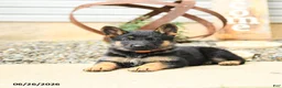 German Shepherd dogs for sale: Lacey - Ad 3