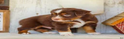 Miniature Australian Shepherd dogs for sale: Blaze - Ad 4
