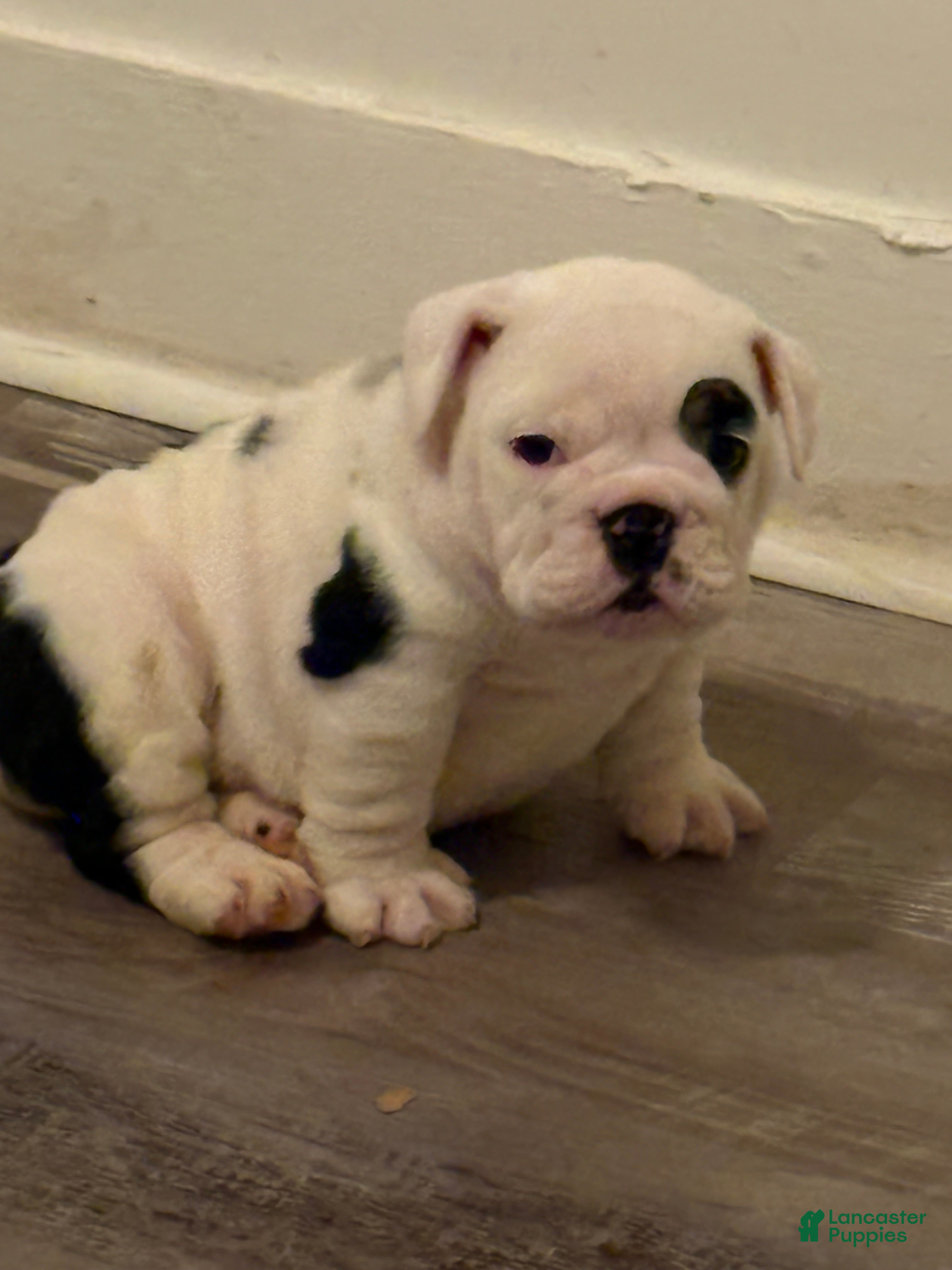 English Bulldog dogs English Bulldog Puppy 1 - Ad 18