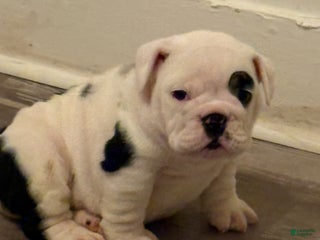 English Bulldog dogs English Bulldog Puppy 1 - Ad 14