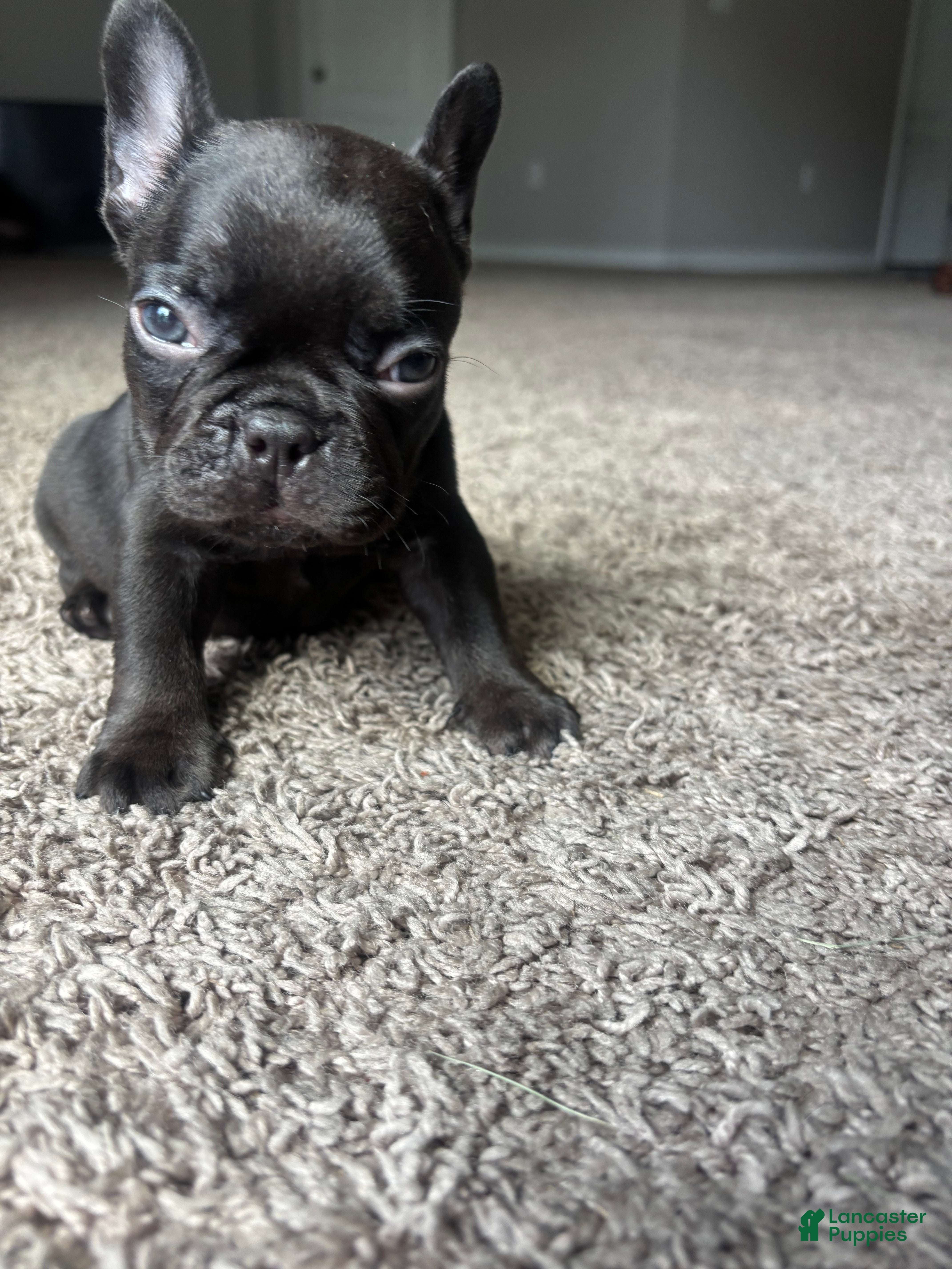 French Bulldog dogs French Bulldog 3 - Ad 2
