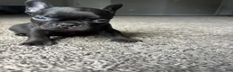 French Bulldog dogs for sale: French Bulldog 3 - Ad 2