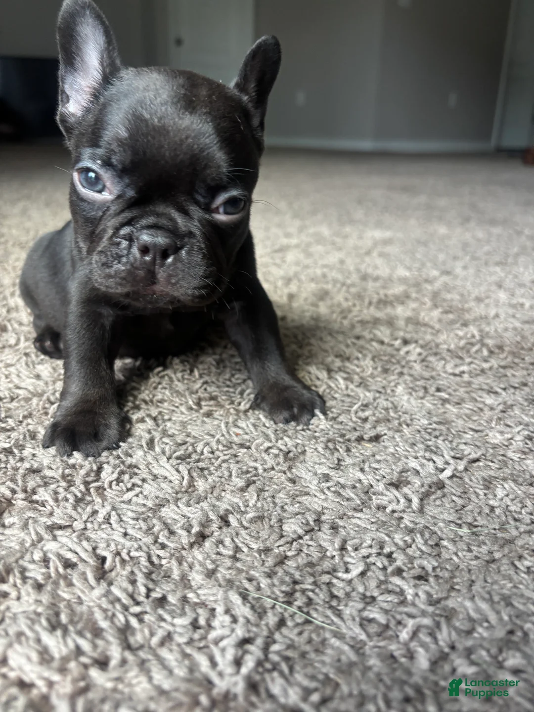 French Bulldog dogs for sale: French Bulldog 3 - Ad 2