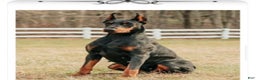 Doberman Pinscher dogs for sale: Doberman Pinscher Puppy 1 - Ad 1