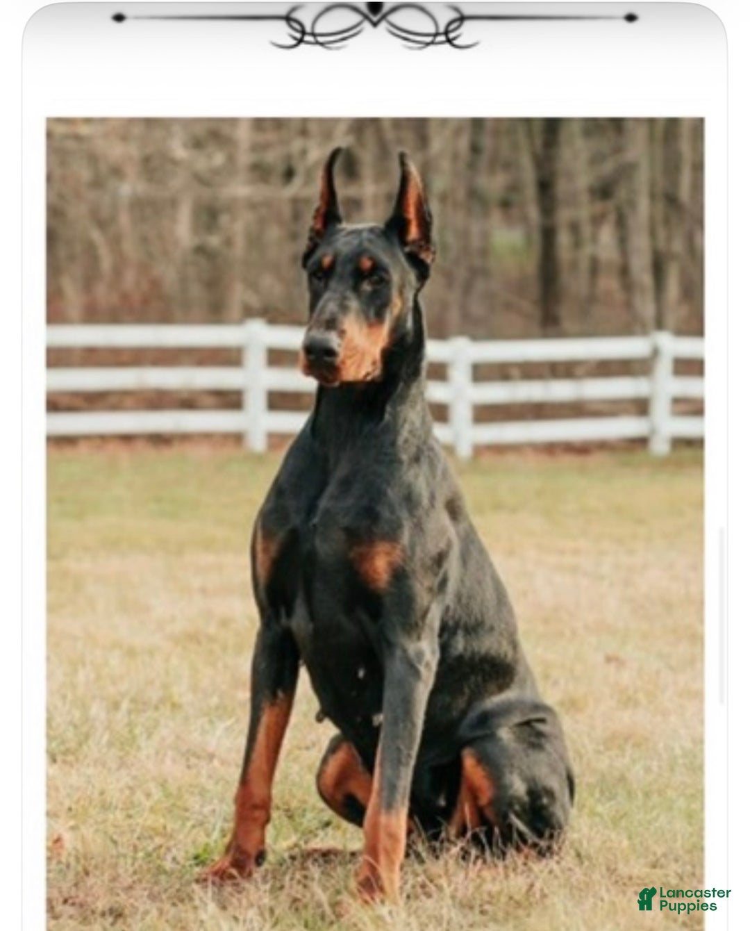 Doberman Pinscher dogs for sale: Doberman Pinscher Puppy 1 - Ad 1