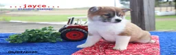 Shiba Inu dogs for sale: Jayce - Ad 6