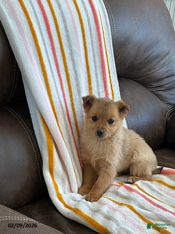 Mixed Breed dogs Winston - Ad 17