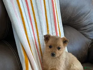 Mixed Breed dogs Winston - Ad 5