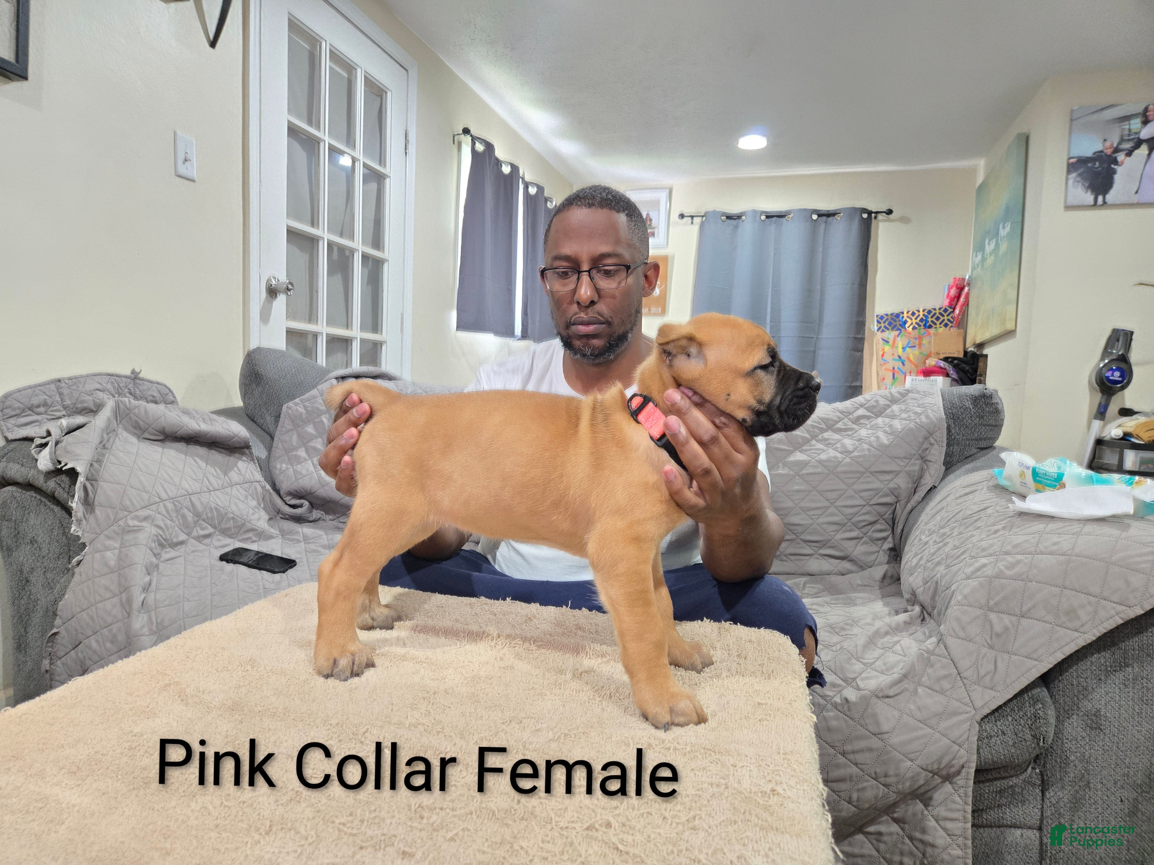 Cane Corso dogs Cane Corso 3 - Ad 2