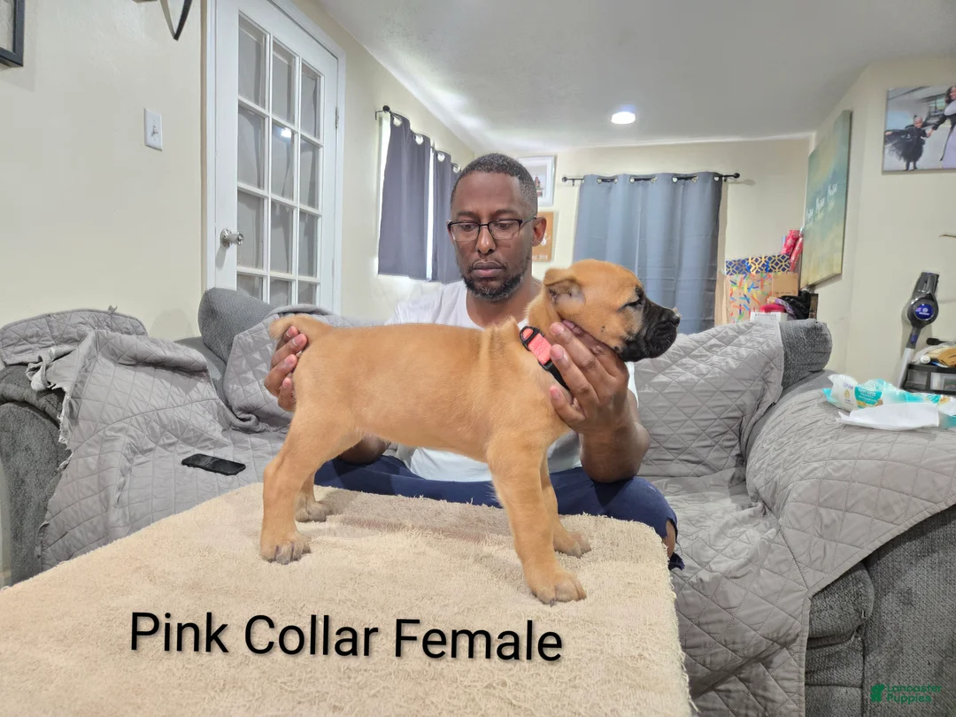 Cane Corso dogs for sale: Cane Corso 3 - Ad 2