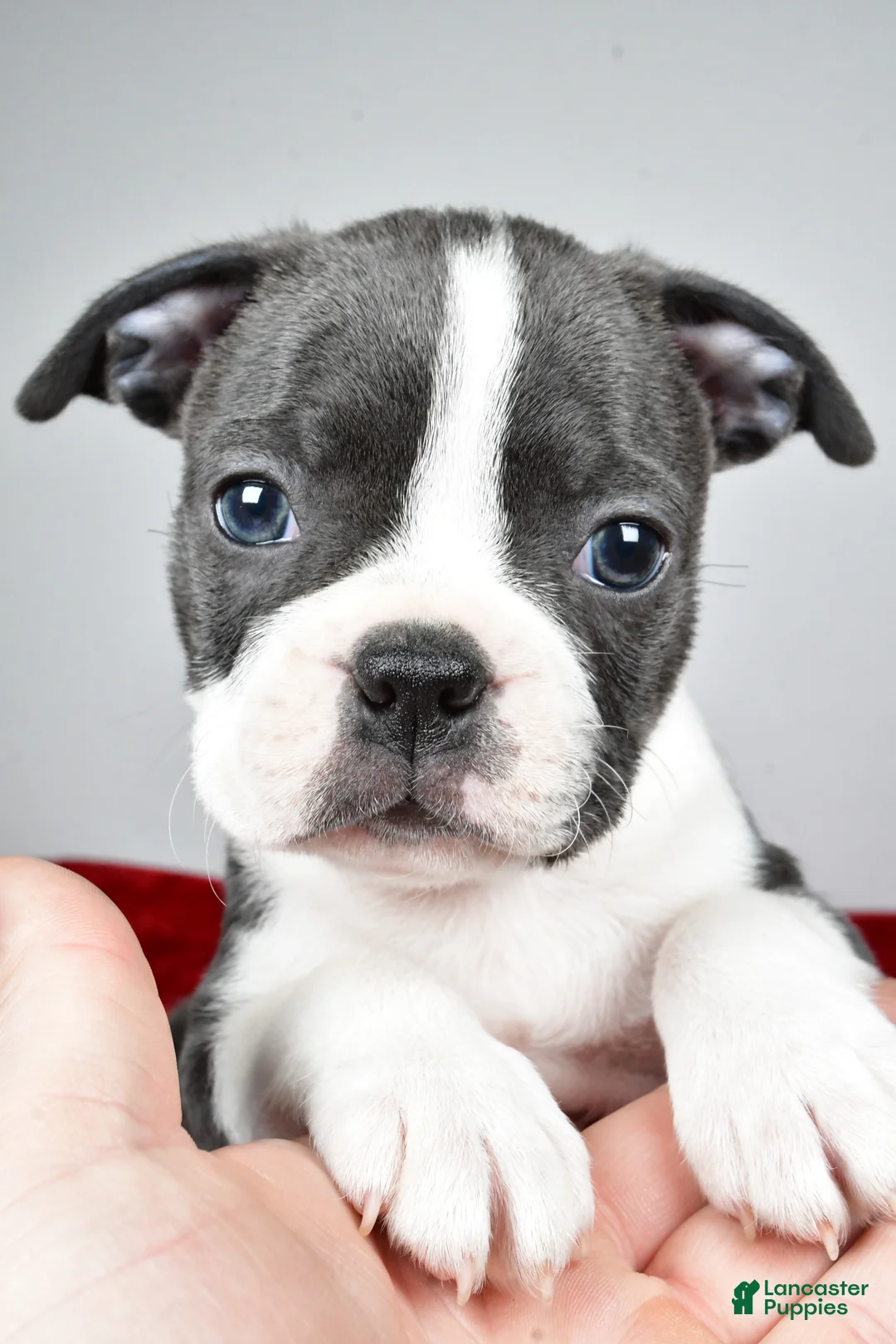 Boston Terrier dogs for sale: Spencer  - Ad 2