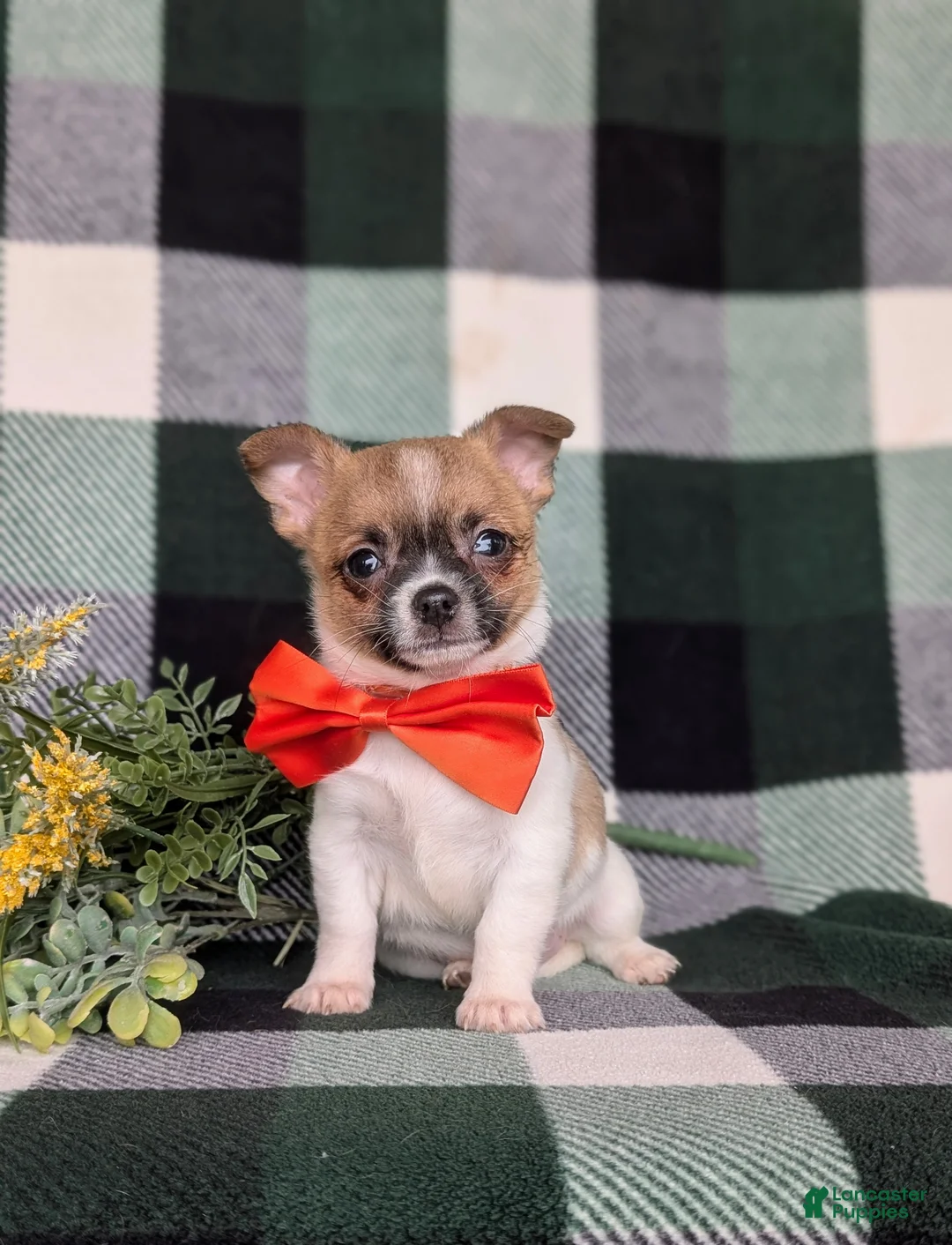 Chihuahua dogs for sale: Jedd 6 lbs Full Grown - Ad 2