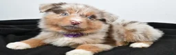 Miniature Australian Shepherd dogs for sale: Luna - Ad 9