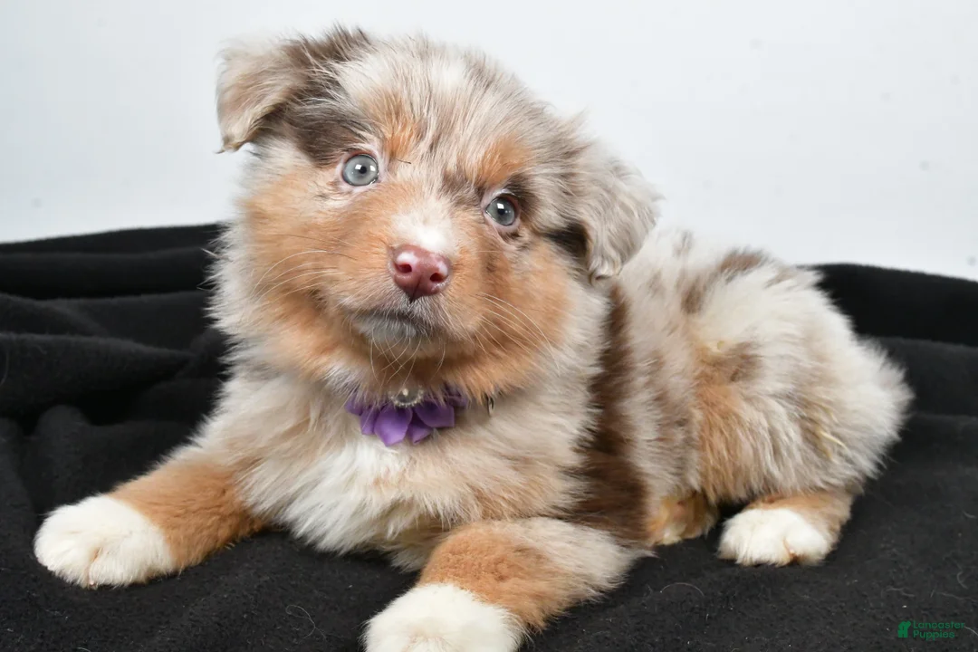 Miniature Australian Shepherd dogs for sale: Luna - Ad 9