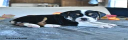 Beabull dogs for sale: Violet - Ad 2