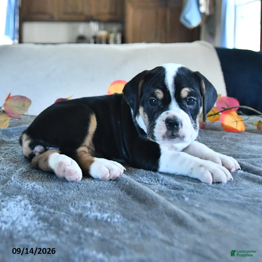 Beabull dogs for sale: Violet - Ad 2