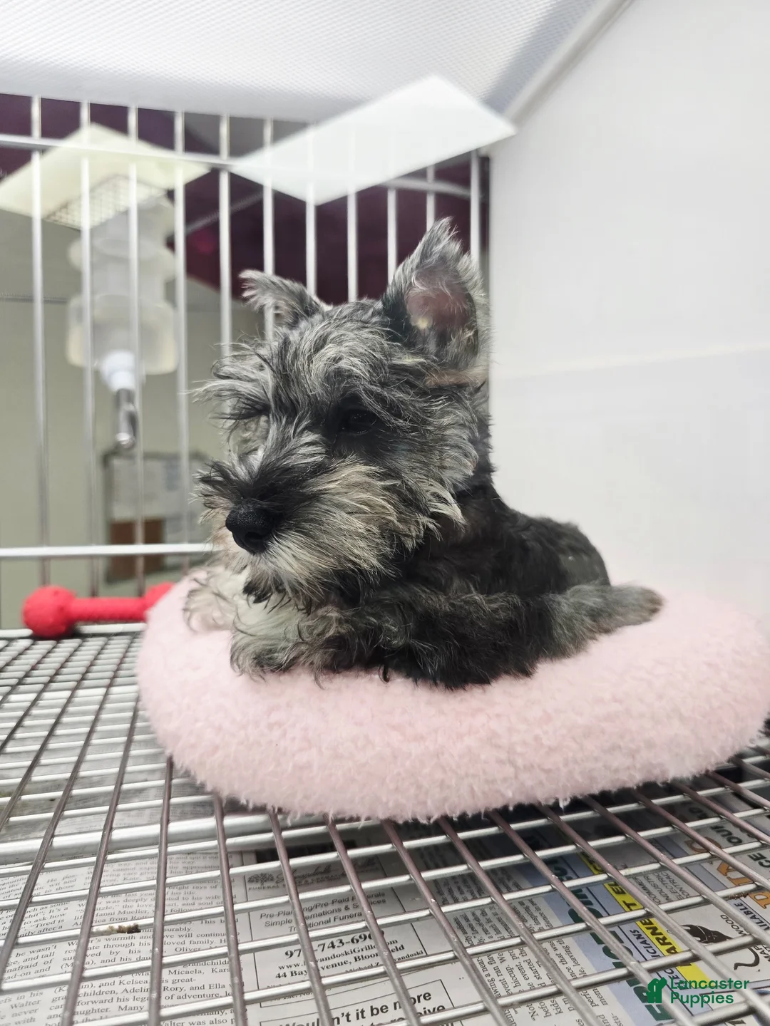 Miniature Schnauzer dogs for sale: Pepper - Ad 4