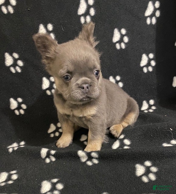 French Bulldog dogs Tulip- (Fluffy female) - Ad 14