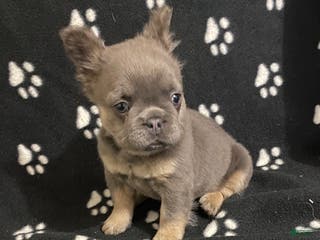 French Bulldog dogs Tulip- (Fluffy female) - Ad 17