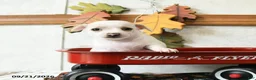 Chihuahua dogs for sale: Sailor - Ad 1