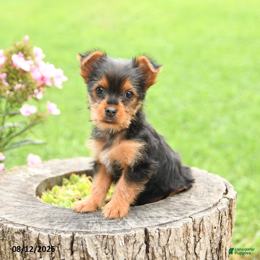 Yorkshire Terrier dogs Angel - Ad 1