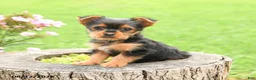 Yorkshire Terrier dogs for sale: Angel - Ad 1