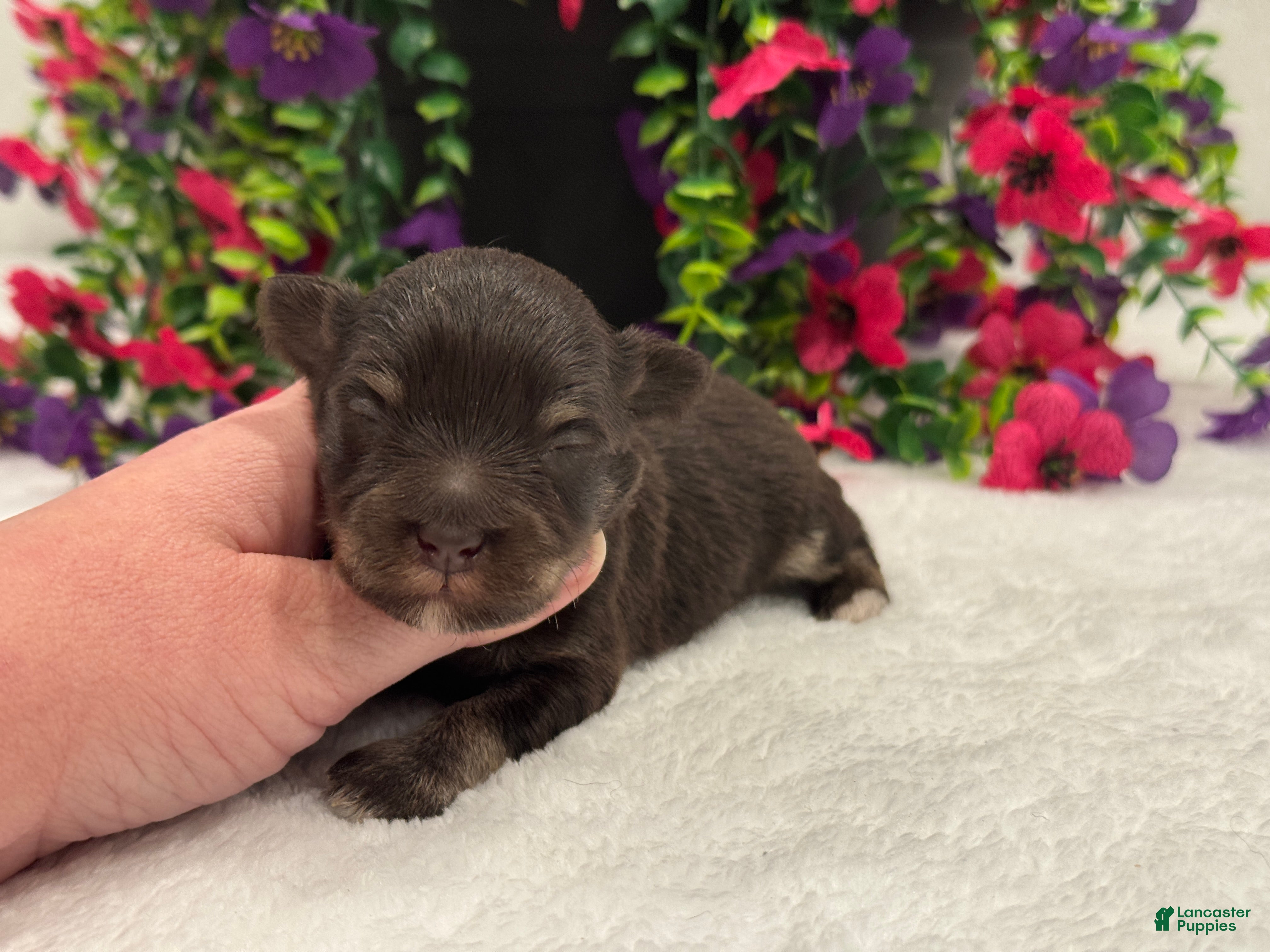 Miniature Schnauzer dogs Miracle Male 2 - Ad 9