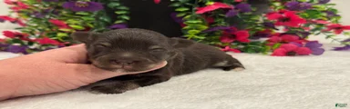 Miracle Male 2