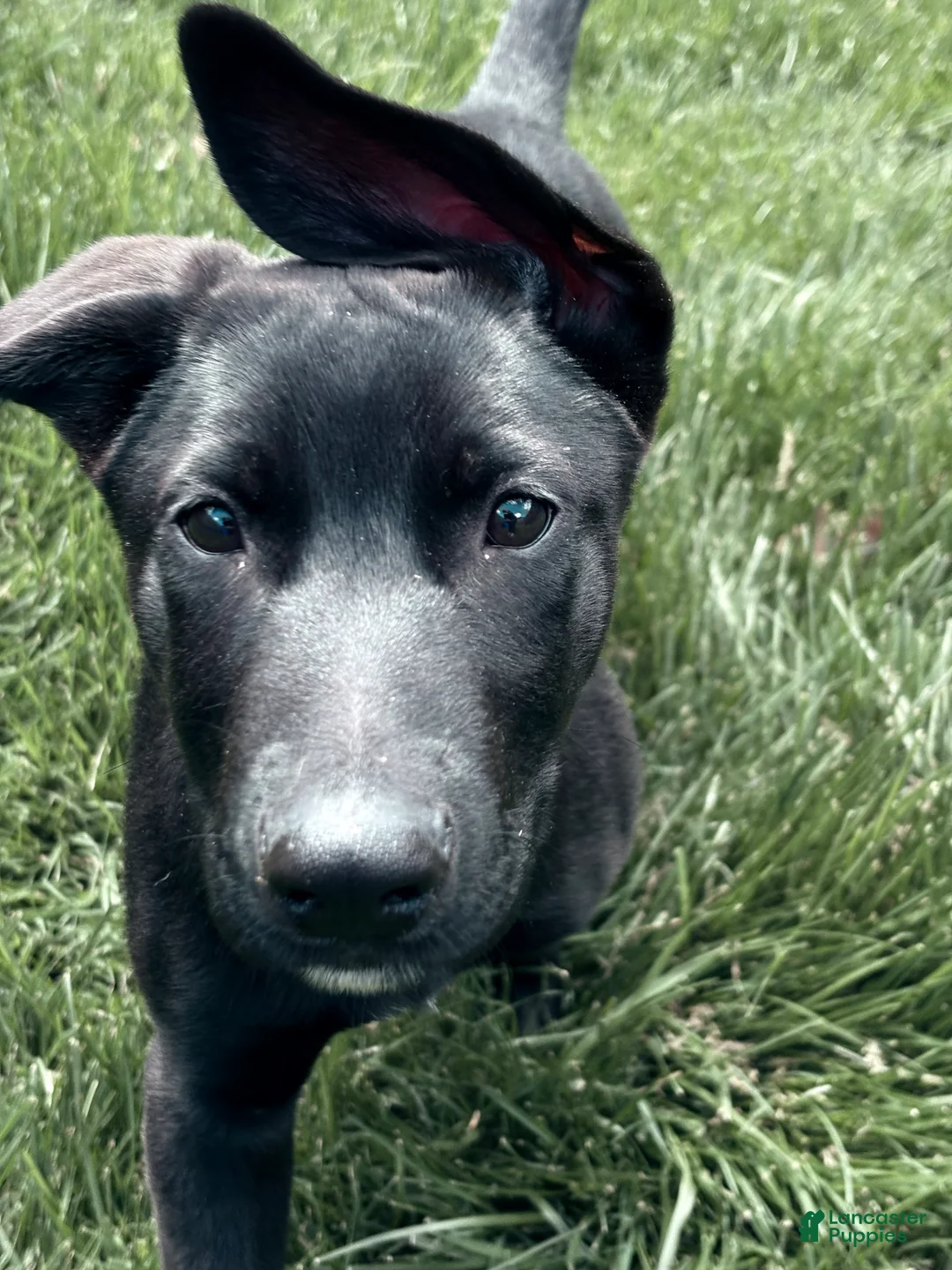 Sheprador dogs for sale: Atlas - Ad 2