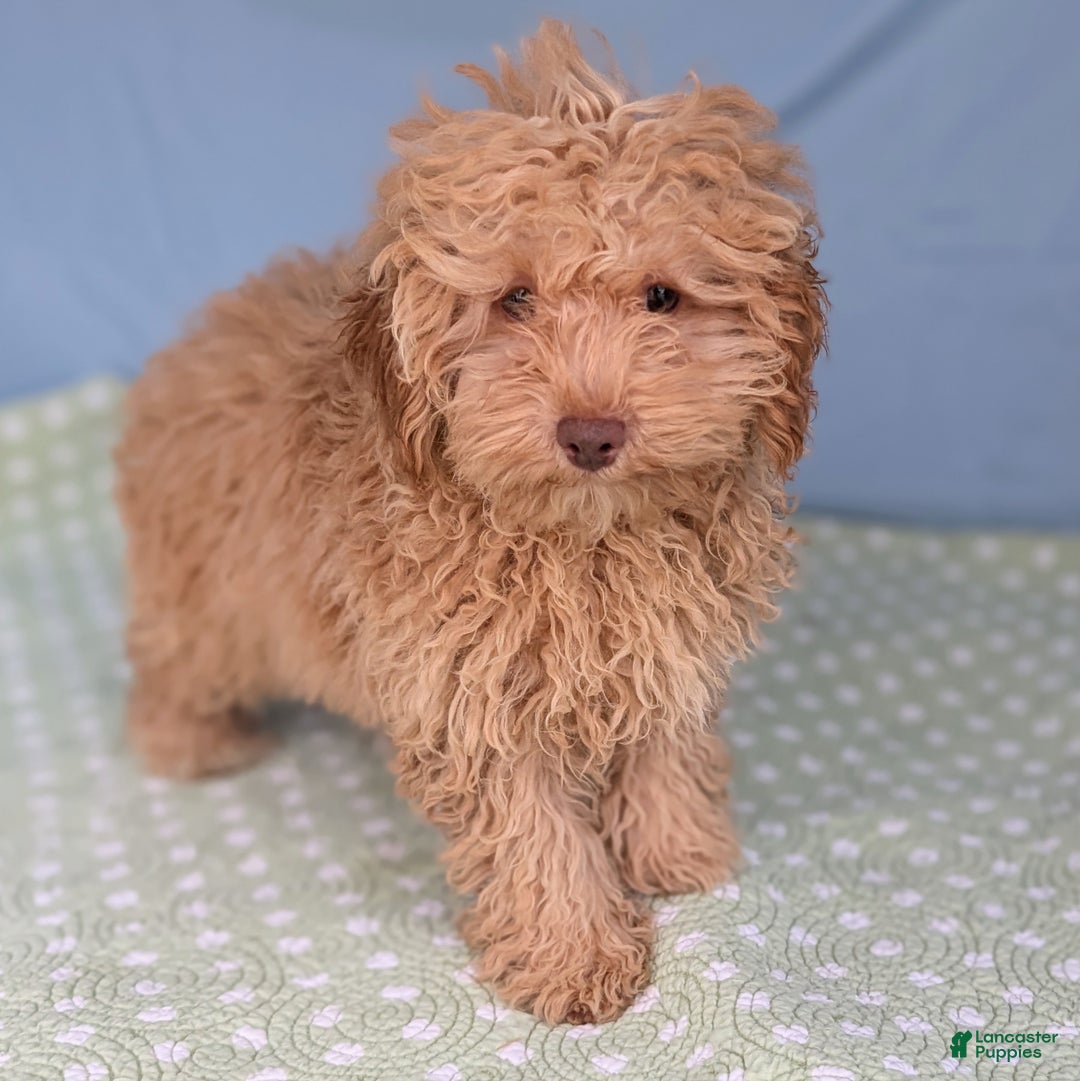 Toy Poodle dogs for sale: Radiatori - Ad 2