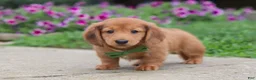 Miniature Dachshund dogs for sale: Ethan - Ad 6