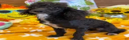 Toy Poodle dogs for sale: Lady - Ad 1