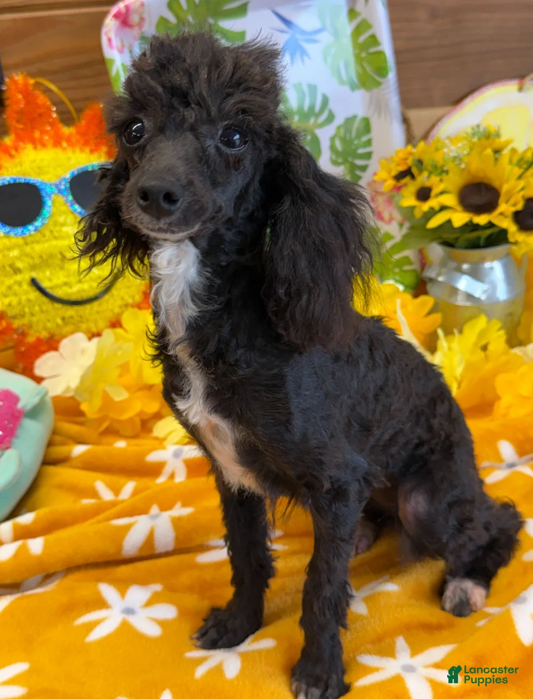 Toy Poodle dogs for sale: Lady - Ad 1