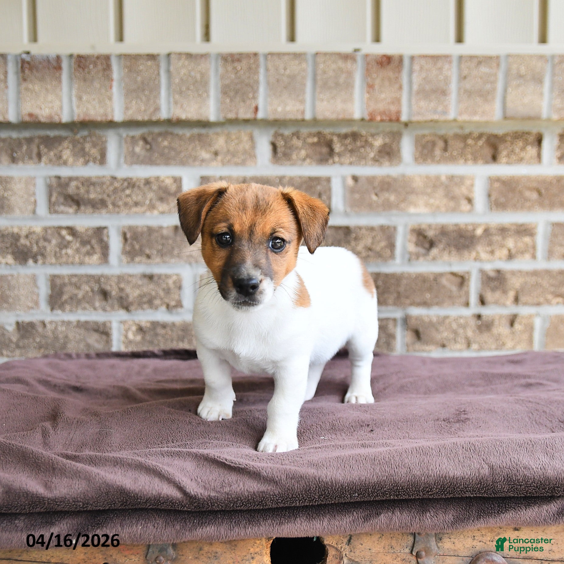 Jack Russell Terrier dogs Chief  - Ad 1