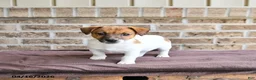 Jack Russell Terrier dogs for sale: Chief  - Ad 1