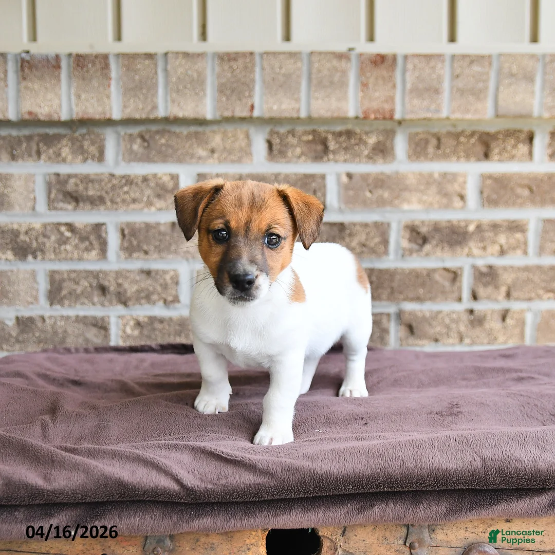 Jack Russell Terrier dogs for sale: Chief  - Ad 1